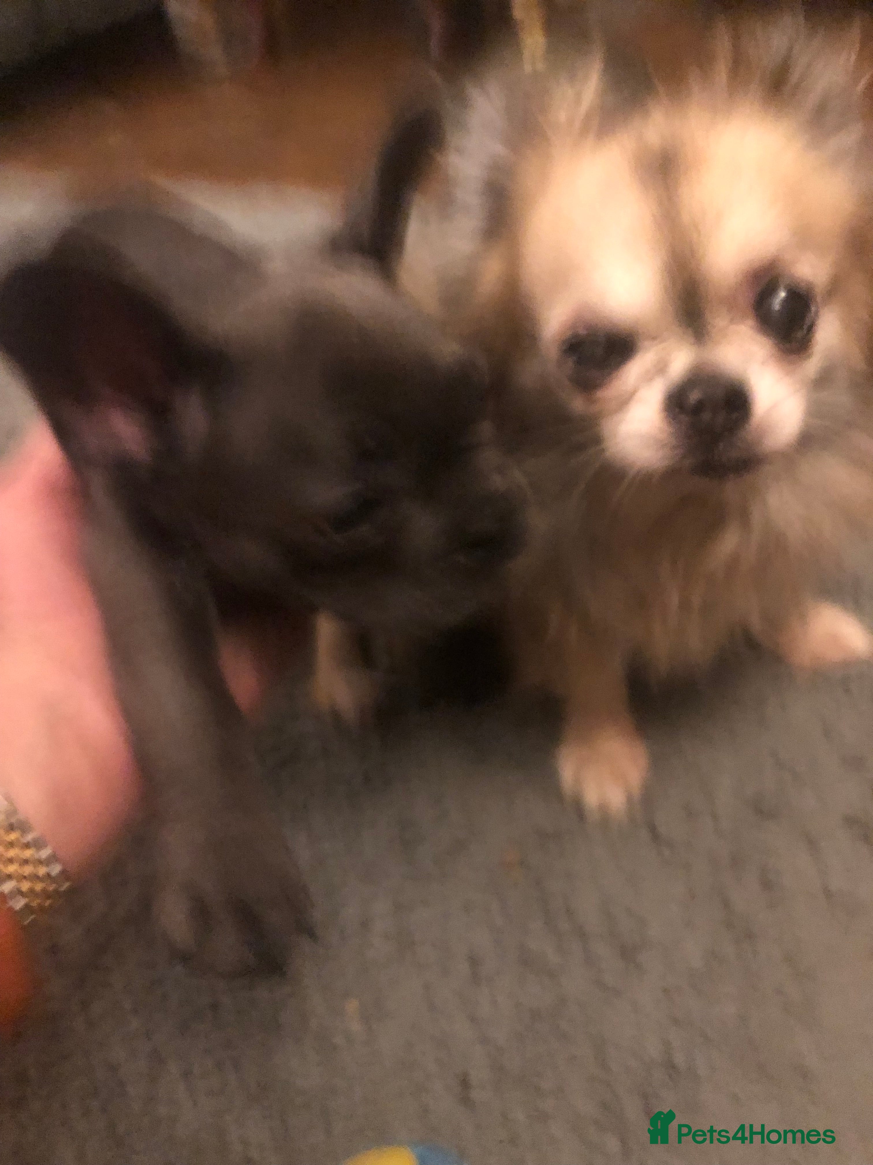 French Bulldog dogs QUALITY SOLID BLUE FRENCH BULLDOG PUPPIES  - Advert 5