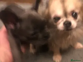 French Bulldog dogs QUALITY SOLID BLUE FRENCH BULLDOG PUPPIES - Advert 12