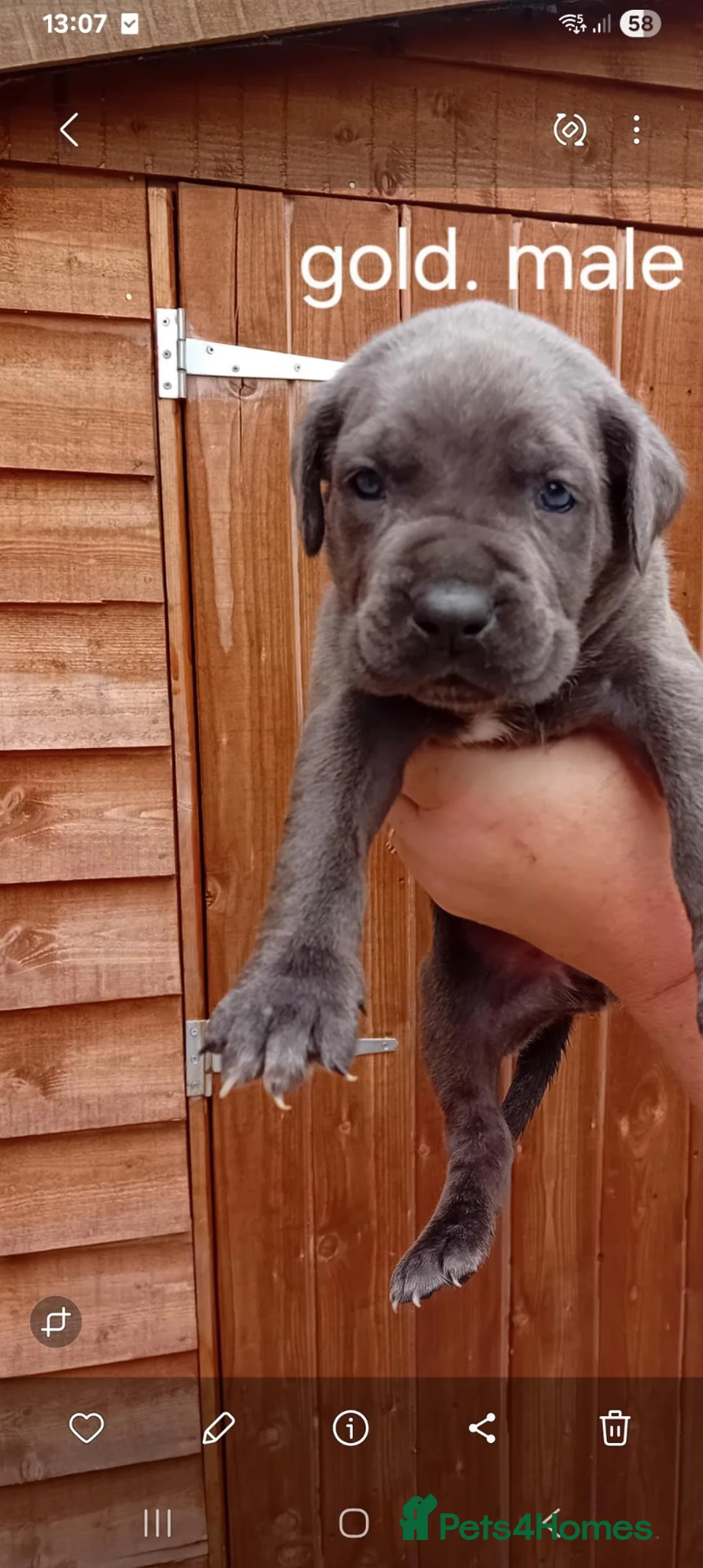 Cane Corso dogs for sale: Blue cane corso puppies - Advert 2