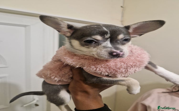 Mixed Breed dogs 2 Of my babies need rehoming  - Advert 1