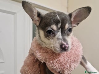 Mixed Breed dogs 2 Of my babies need rehoming - Advert 3