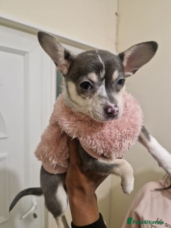 Mixed Breed dogs 2 Of my babies need rehoming - Advert 1