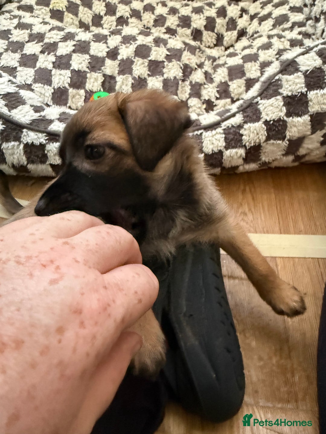 Mixed Breed dogs for sale: 4beautiful terrierxGerman ShepherdxLabrador puppy - Image 15