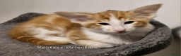 Balinese cats for sale: Stunning longhair Red and White bicolour boy - Advert 3