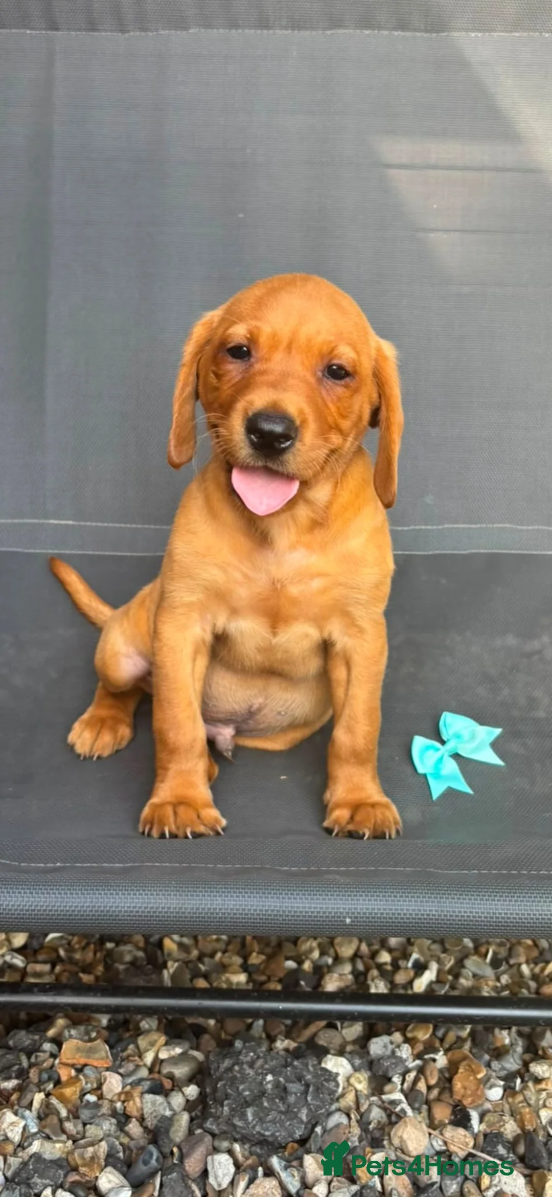 Labrador Retriever dogs for sale: Kc registered labrador puppies  - Advert 3