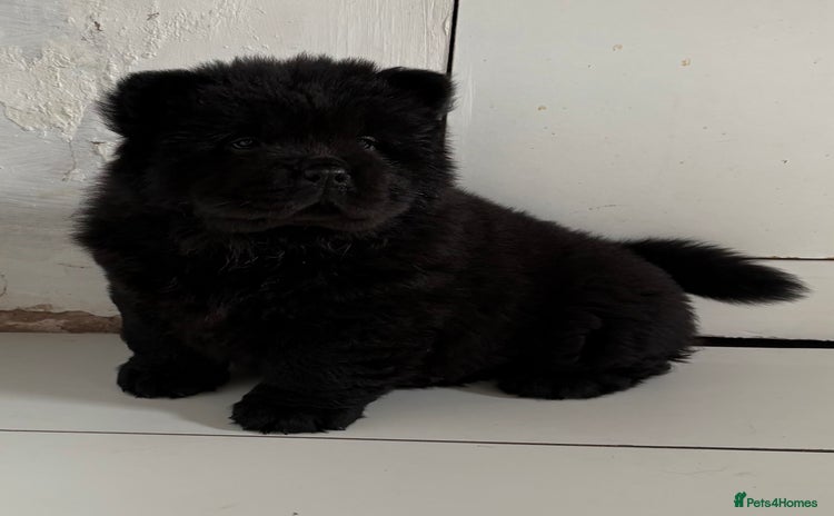 Chow Chow dogs - Advert 1