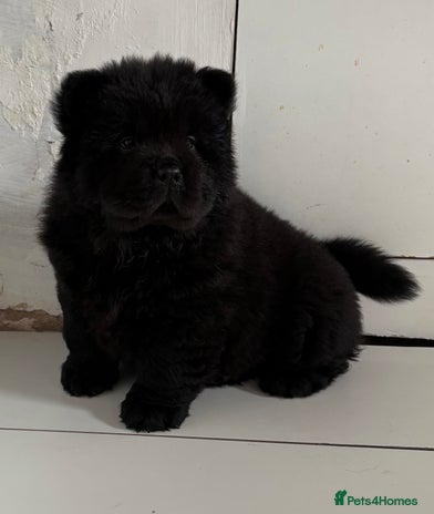 Chow Chow dogs - Advert 1