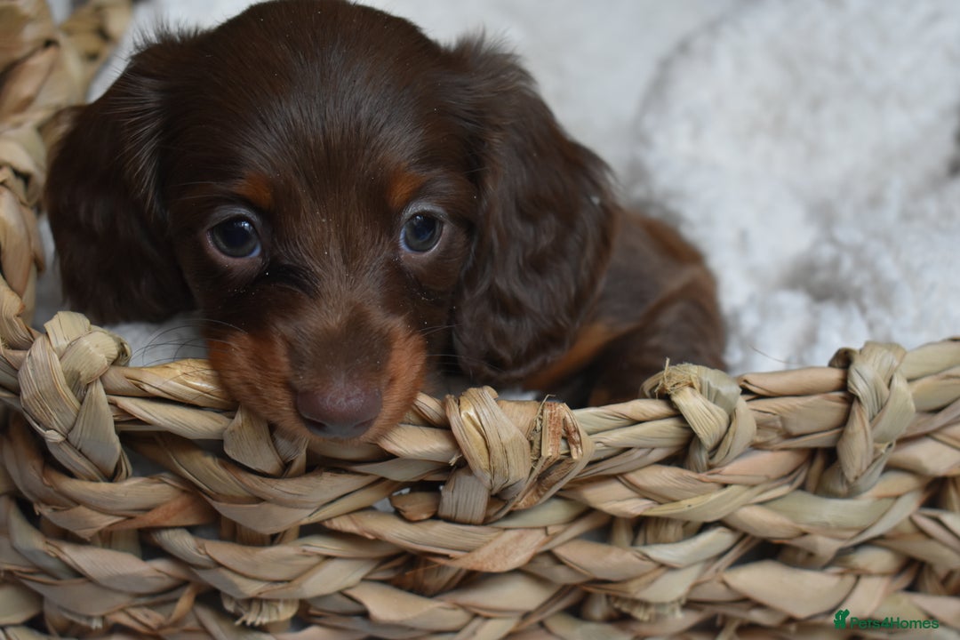Dachshund dogs for sale: true miniature dachshund puppies  - Image 10