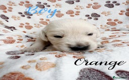 Golden Retriever dogs for sale: 1 LEFT *Ready to Go* Golden Retriever puppies 🐾 - Image 24