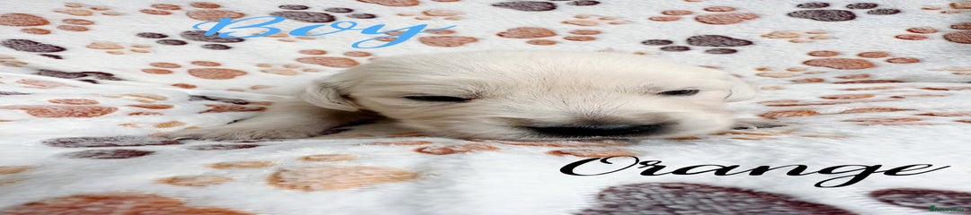 Golden Retriever Puppy 2