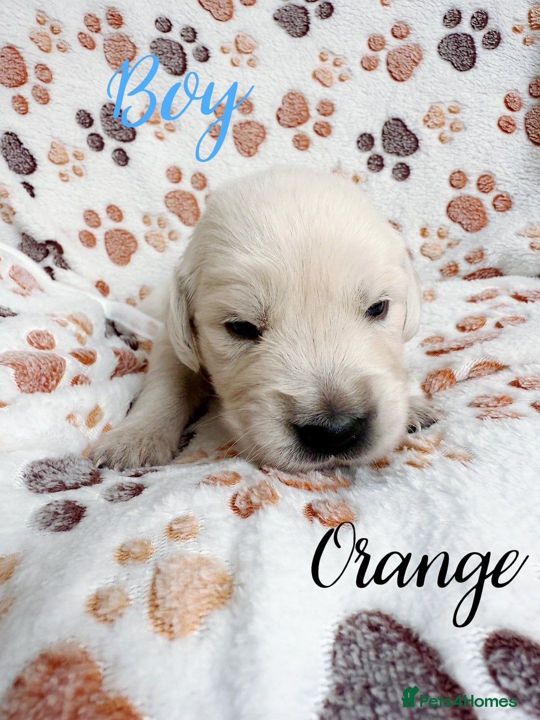 Golden Retriever dogs for sale: 1 LEFT *Ready to Go* Golden Retriever puppies 🐾 - Image 24