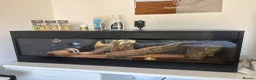 Bearded Dragon reptiles for sale: 11-Month-Old Bearded Dragon with Full Setup in Gravesend - Advert 2