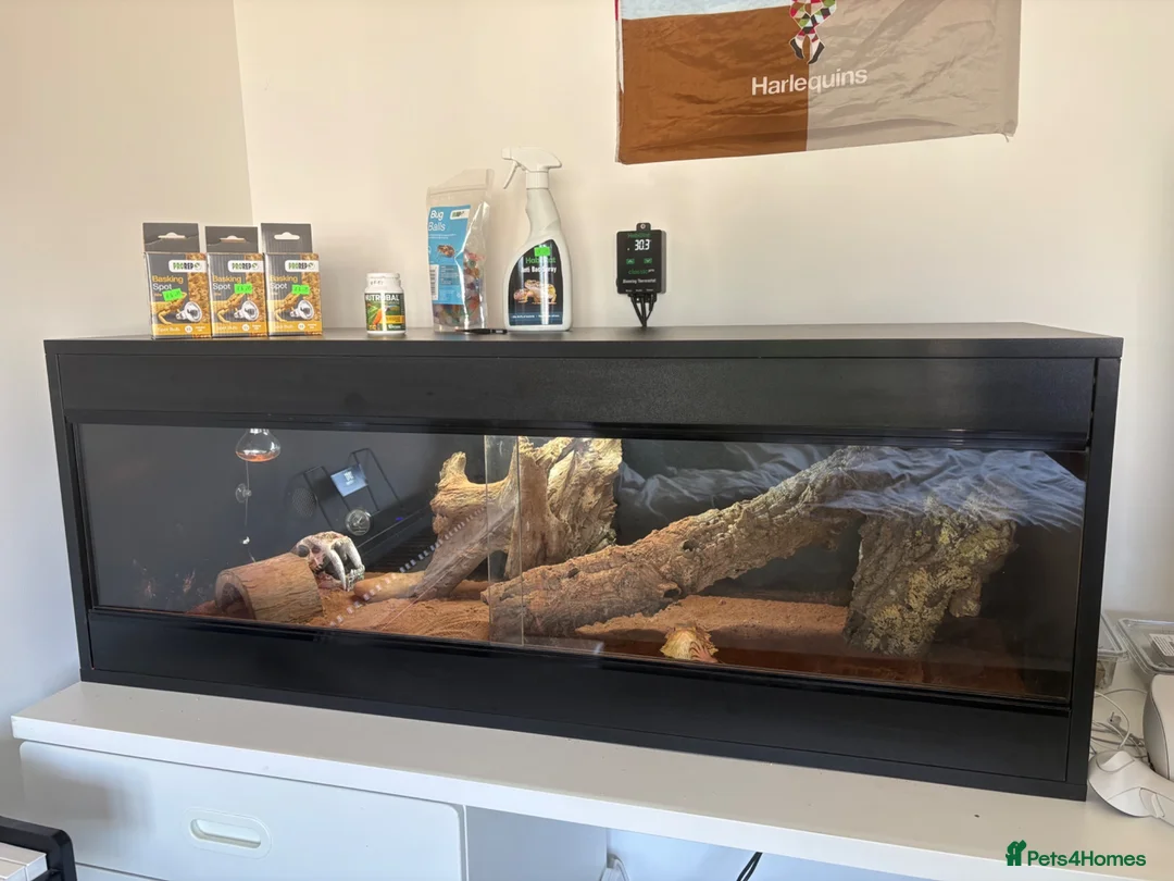 Bearded Dragon reptiles for sale: 11-Month-Old Bearded Dragon with Full Setup in Gravesend - Advert 2