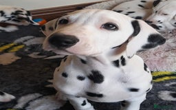 Dalmatian dogs for sale: KC registered family raised puppies available  - Image 6