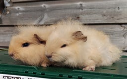 Guinea Pig rodents for sale: Swiss, Dalmation, Self, Baby Boars. - Image 6