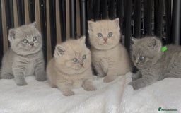British Shorthair cats for sale: Absolutely beautiful BSH kittens  - Image 15