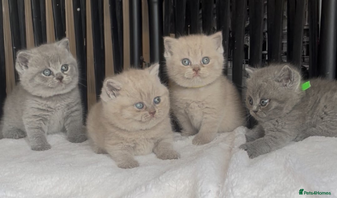 British Shorthair cats for sale: Absolutely beautiful BSH kittens  - Image 15