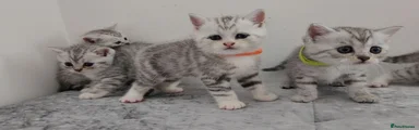 ORANGE COLLAR GIRL