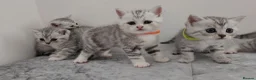 British Shorthair cats for sale: 🏆 Silver British Shorthairs pedigree 🏆  - Advert 30