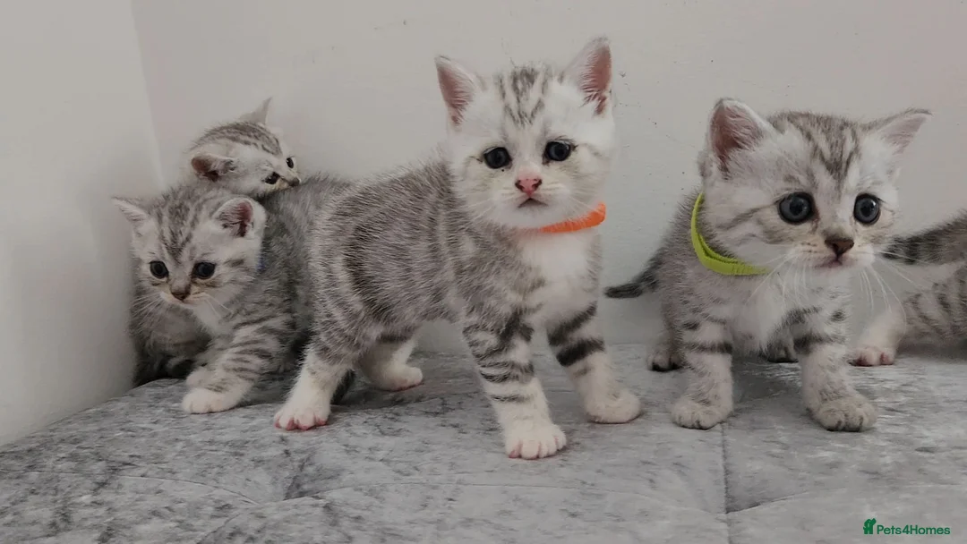 British Shorthair cats for sale: 🏆 Silver British Shorthairs pedigree 🏆  - Advert 30