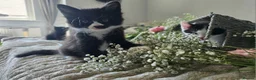 Mixed Breed cats for sale: Beautiful Kittens Looking for Loving Forever Homes - Advert 5