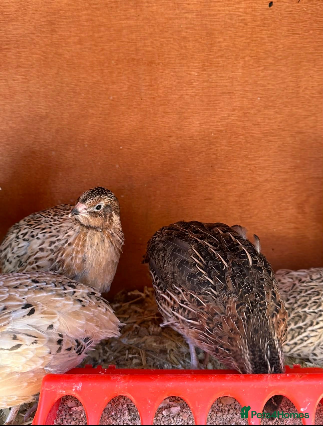 Quail poultry for sale: 12 COTURNIX QUAIL CHICKS  - Advert 3