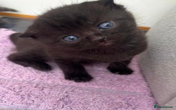 Mixed Breed cats for sale: Black scottish fold  - Image 1