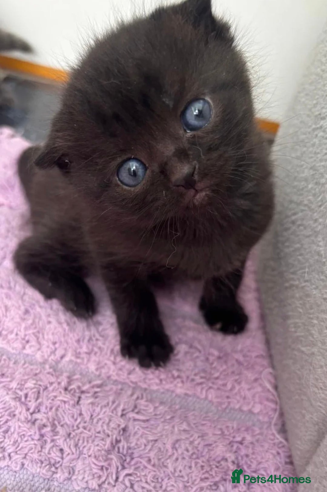 Mixed Breed cats for sale: Black scottish fold  - Image 1