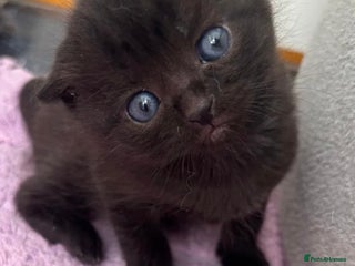 Mixed Breed cats - Advert 27