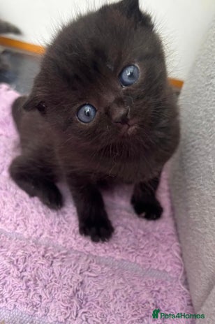 Mixed Breed cats - Advert 1