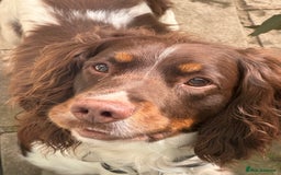 English Springer Spaniel dogs for stud: Tri colour English springer spaniel stud  in Horsham - Image 4
