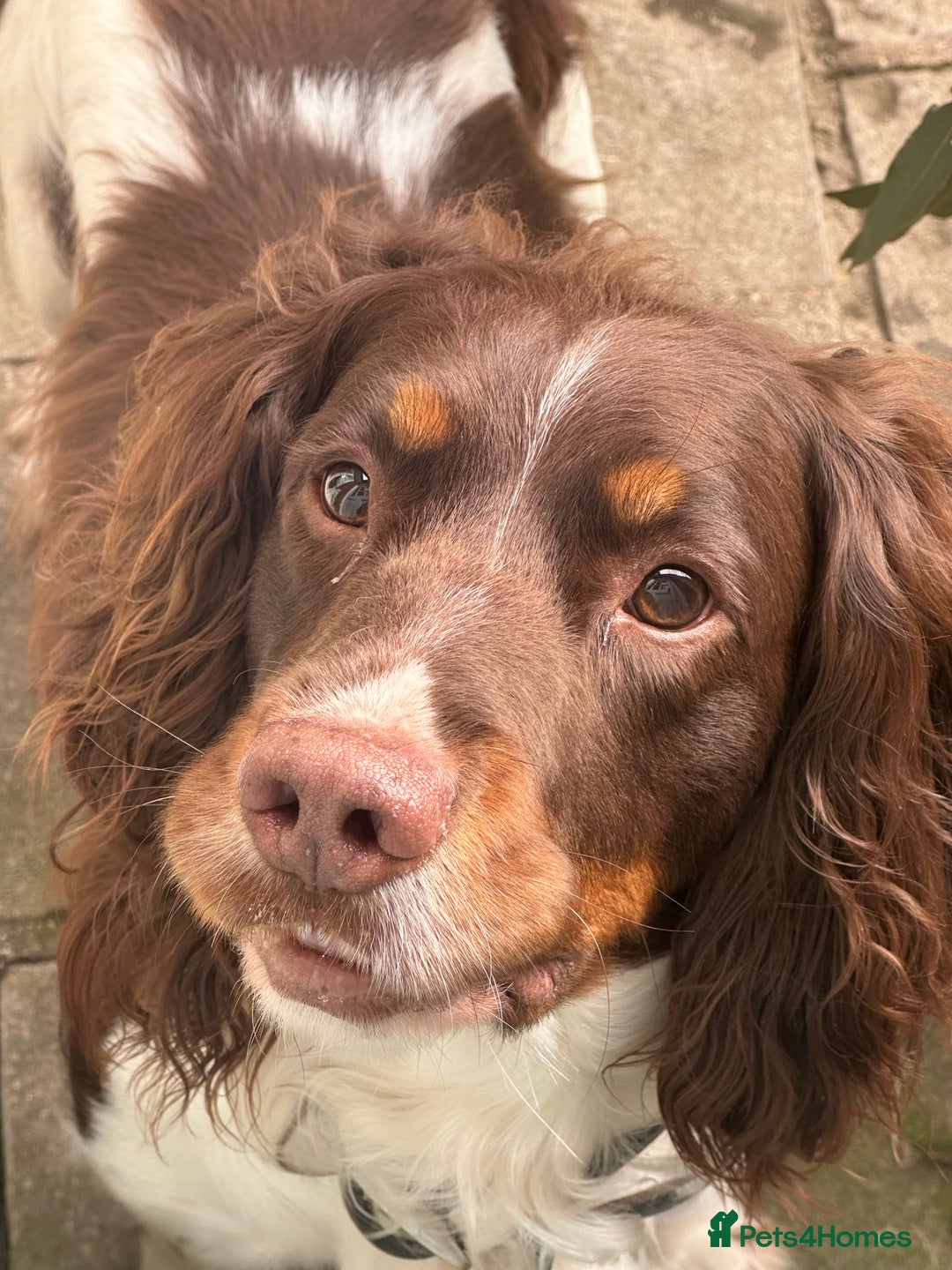 English Springer Spaniel dogs for stud: Tri colour English springer spaniel stud  in Horsham - Image 4
