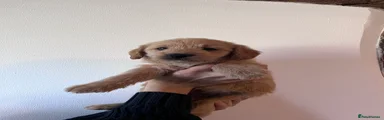 Mixed Breed 3