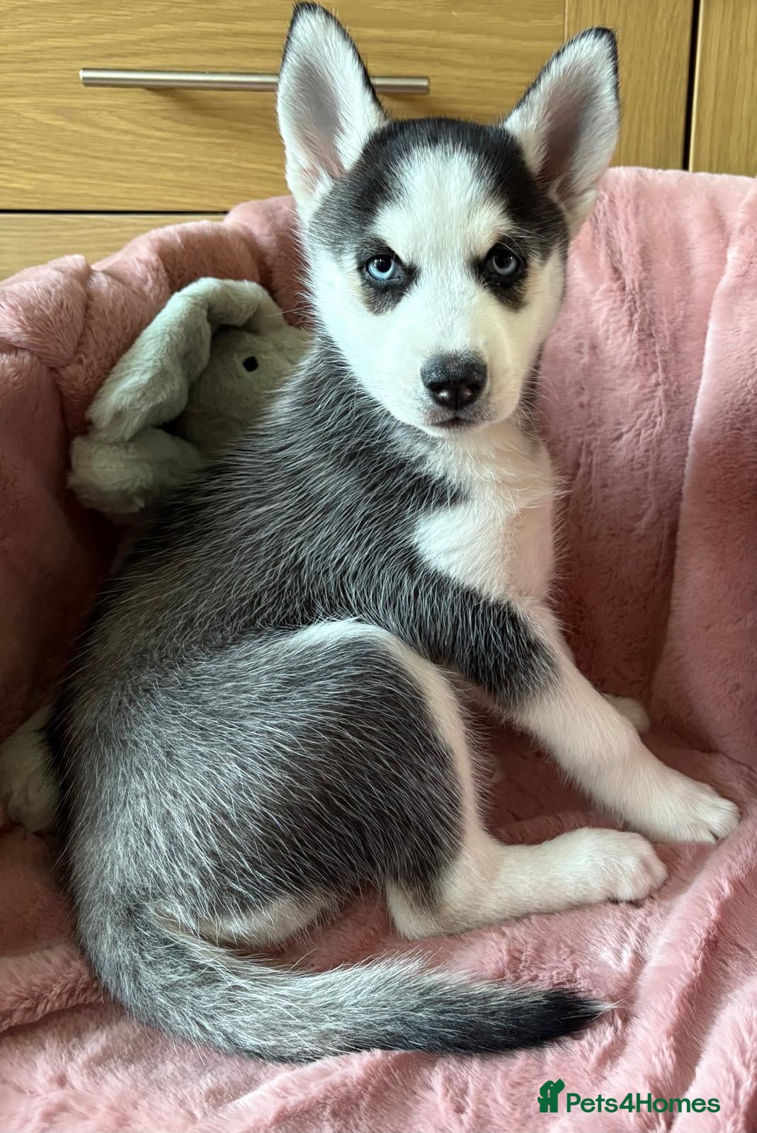 Siberian Husky dogs READY TO BE VIEWED! Gorgeous husky puppies! - Advert 14