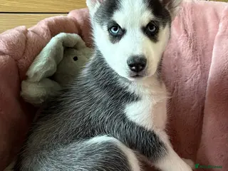 Siberian Husky dogs READY TO BE VIEWED! Gorgeous husky puppies! - Advert 14
