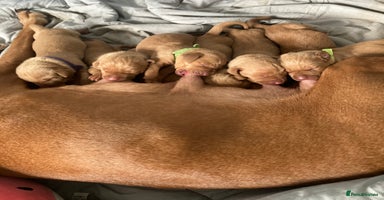 Hungarian Vizsla dogs - Advert 6