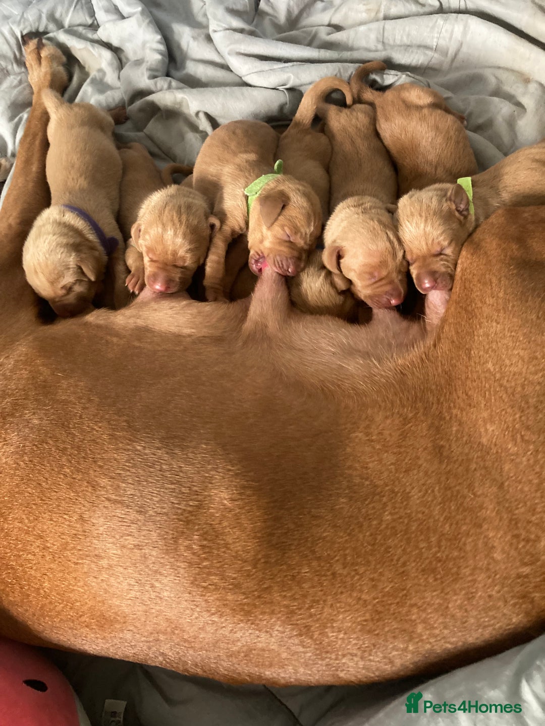 Hungarian Vizsla dogs for sale: 9 adorable Hungarian vizslas for sale - Image 2