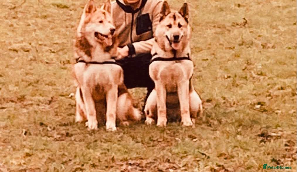 Mixed Breed dogs 2 Malamute cross akita age 4 nearly 5 - Advert 6