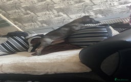 Mixed Breed dogs for sale: Staffy X Akita Girl  in Bradford - Image 8