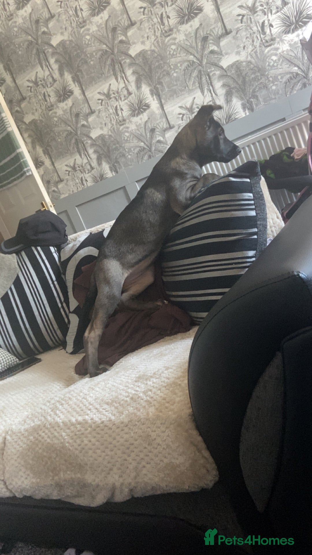 Mixed Breed dogs for sale: Staffy X Akita Girl  in Bradford - Image 8