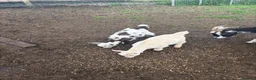 Goats livestock for sale: Pygmy goat in Crawley - Advert 12