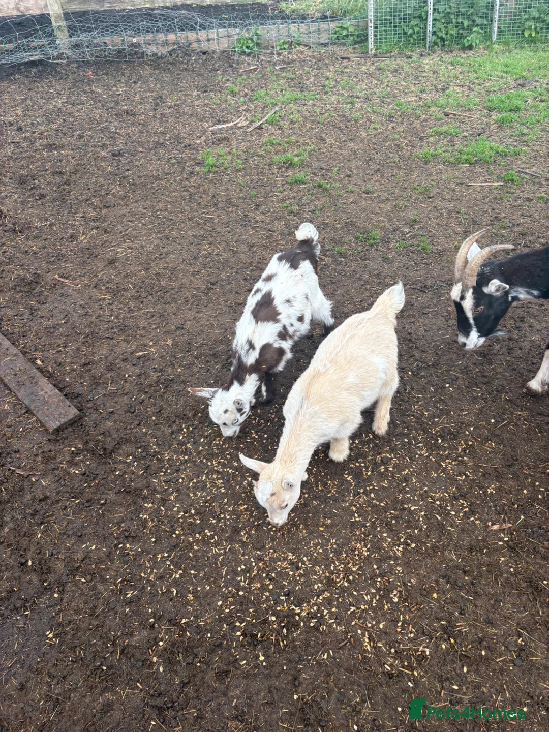 Goats livestock for sale: Pygmy goat in Crawley - Advert 12