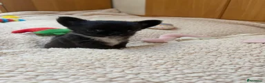 Benny