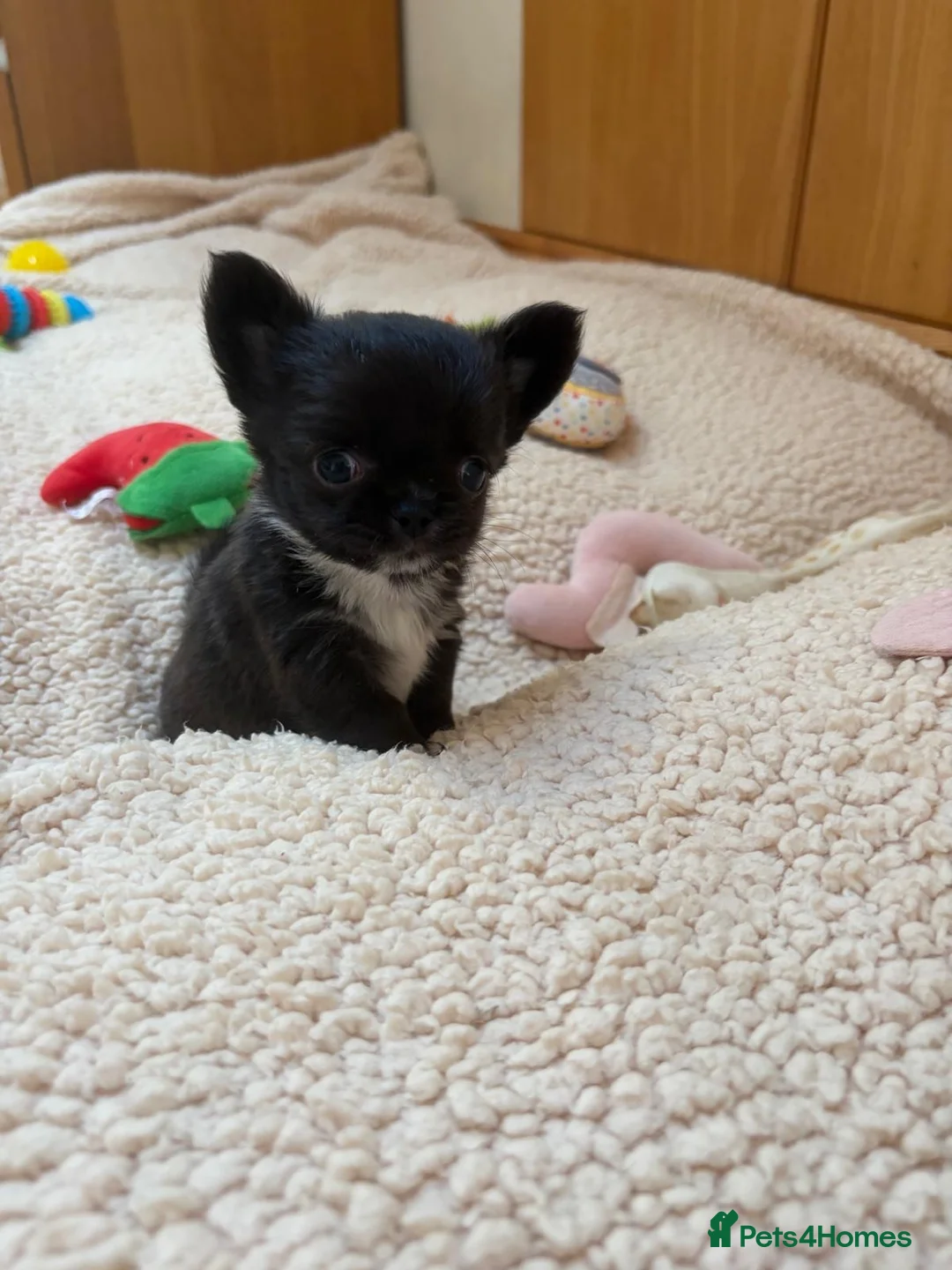Chihuahua dogs for sale: Beautiful Chihuahua Boys 🐾 - Advert 27