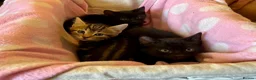 Domestic Shorthair cats for sale: Beautiful kittens for sale - Advert 13
