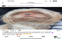 Shih Tzu dogs for sale: Imperial Shih Tzu for sale - Image 20