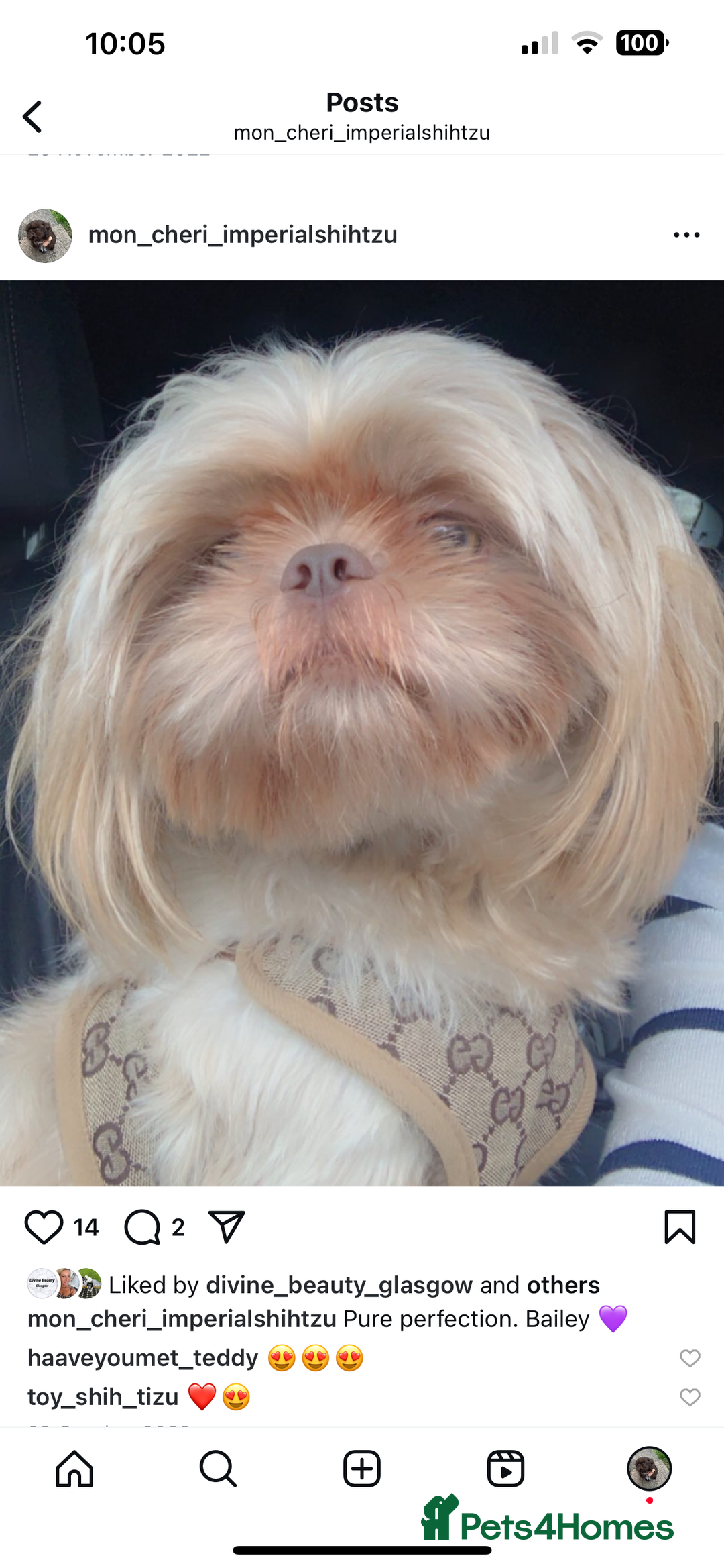 Shih Tzu dogs for sale: Imperial Shih Tzu for sale - Image 20