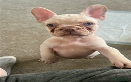French Bulldog dogs for sale: READY NOW!! KC registered French bulldogs - Image 26