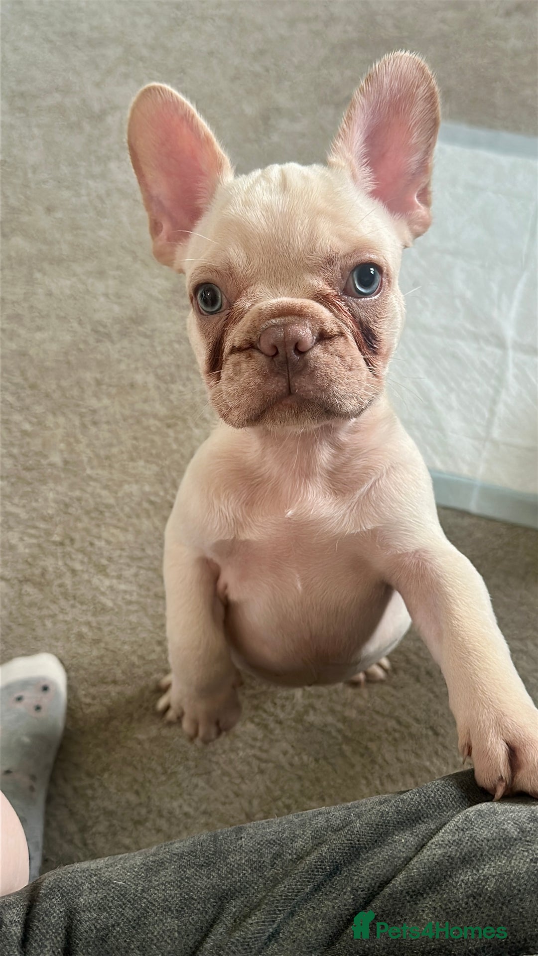 French Bulldog dogs for sale: READY NOW!! KC registered French bulldogs - Image 26