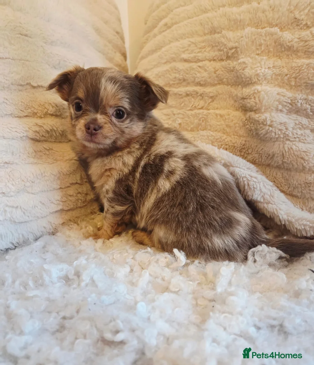 Chihuahua dogs for sale: Beautiful Merle Chihuahua babies - Advert 4